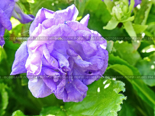 Колокольчик средний Чашка с блюдцем (лат. Campanula medium), форма с махровыми цветками. Травянистое двулетнее растение; вид рода Колокольчик. Стоковое фото, фотограф Сергей Елизарьев / Фотобанк Лори