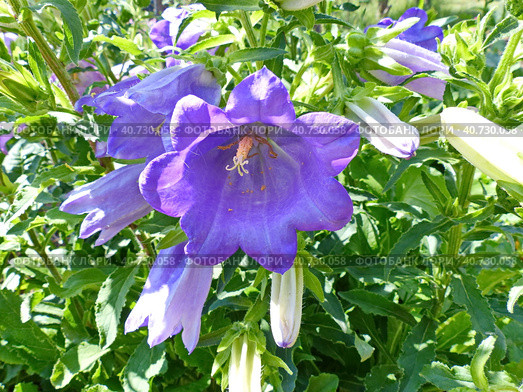 Колокольчик средний (лат. Campanula medium), форма с махровыми цветками (двойным венчиком). Травянистое двулетнее растение; вид рода Колокольчик. Стоковое фото, фотограф Сергей Елизарьев / Фотобанк Лори