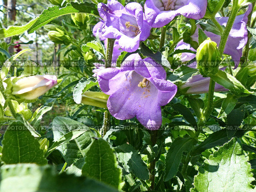 Колокольчик средний (лат. Campanula medium), форма с махровыми цветками (двойным венчиком). Травянистое двулетнее растение; вид рода Колокольчик. Стоковое фото, фотограф Сергей Елизарьев / Фотобанк Лори