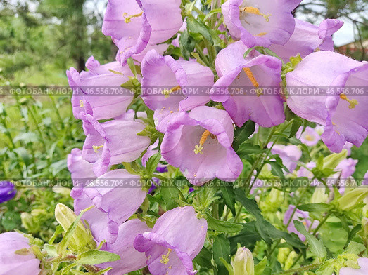 Колокольчик средний (лат. Campanula medium), форма с махровыми цветками (двойным венчиком). Травянистое двулетнее растение; вид рода Колокольчик. Стоковое фото, фотограф Сергей Елизарьев / Фотобанк Лори