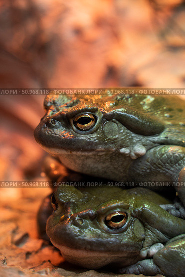 Колорадские жабы. Стоковое фото, фотограф Aleksandr Kovenant / Фотобанк Лори