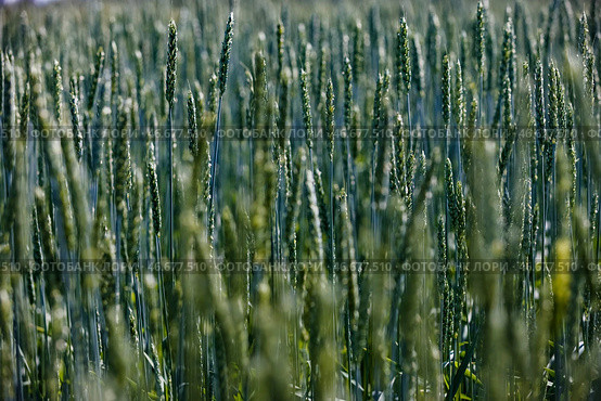 Колосья пшеницы. С. Стоковое фото, фотограф Елагин/Бизнес Online / ТАСС / Фотобанк Лори