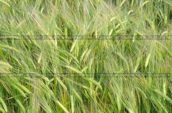 Колосья ячменя (лат. Hordeum), фон. Стоковое фото, фотограф Елена Коромыслова / Фотобанк Лори