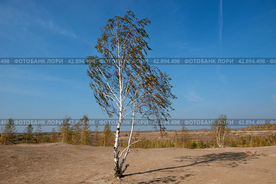 Кондуки, Тульская область, Романцевские горы, Заброшенные Ушаковские каменоломни. Грязевая эрозия почвы выглядит как горы. Участок зарос молодыми березками. Красивый природный ландшафт (2020 год). Стоковое фото, фотограф Pukhov K / Фотобанк Лори