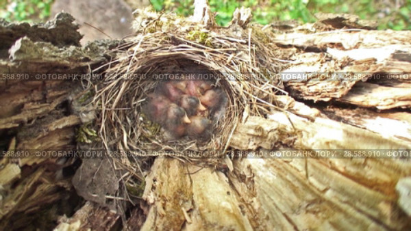 Конёк лесной (Anthus trivialis) - самка на гнезде. Tree pipit (Anthus trivialis) - female at the nest. Стоковое видео, видеограф Евгений Романов / Фотобанк Лори