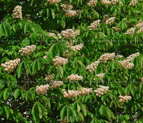 Конский каштан обыкновенный (Aesculus hippocastanum) Стоковое фото, фотограф Алёшина Оксана / Фотобанк Лори
