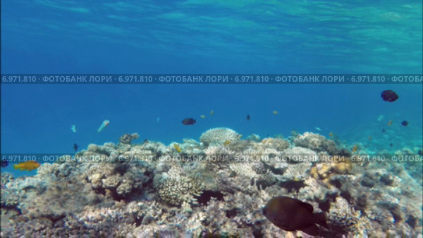 Коралловый риф в Красном море. Стоковое видео, видеограф Михаил Коханчиков / Фотобанк Лори