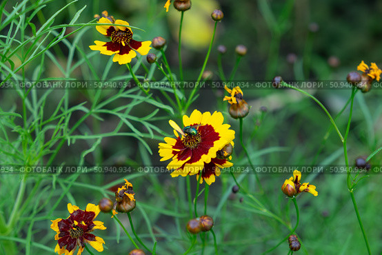 Кореопсис красильный (Coreopsis tinctoria, космея) и насекомое. Стоковое фото, фотограф Лариса Веселова / Фотобанк Лори