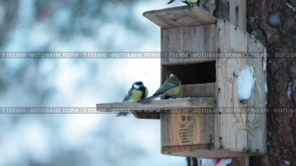 Кормушка для птиц. Стоковое видео, видеограф Кекяляйнен Андрей / Фотобанк Лори