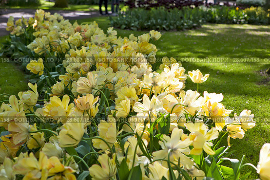 Королевский парк цветов Кёкенхоф (Keukenhof). Лиссе. Нидерланды (2018 год). Редакционное фото, фотограф Сергей Афанасьев / Фотобанк Лори