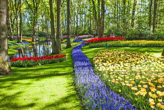 Королевский парк цветов Кёкенхоф (Keukenhof). Лиссе. Нидерланды (2018 год). Редакционное фото, фотограф Сергей Афанасьев / Фотобанк Лори
