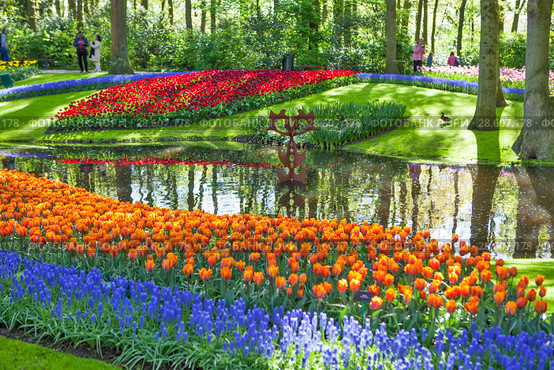 Королевский парк цветов Кёкенхоф (Keukenhof). Лиссе. Нидерланды (2018 год). Редакционное фото, фотограф Сергей Афанасьев / Фотобанк Лори