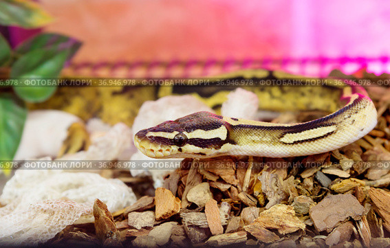 Королевский питон (Ball Python) Pastel Pied. Стоковое фото, фотограф Галина Савина / Фотобанк Лори