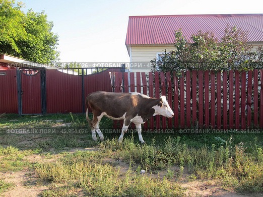 Корова на деревенской улице. Стоковое фото, фотограф Светлана Кириллова / Фотобанк Лори