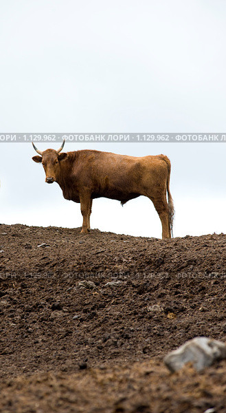 Корова на стойловом содержании. Стоковое фото, фотограф Александр Подшивалов / Фотобанк Лори