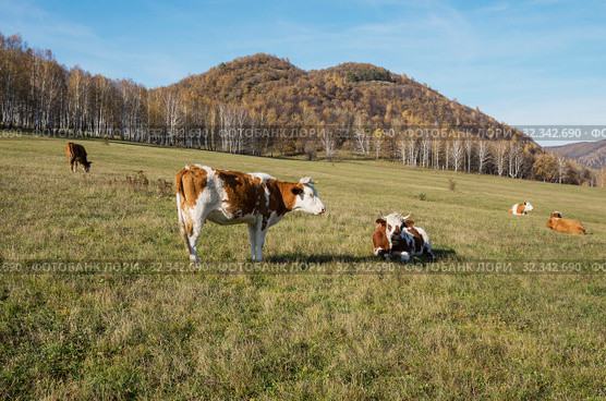 Коровы на горном пастбище осенью. Cows on a mountain pasture in the fall. Стоковое фото, фотограф Евгений Романов / Фотобанк Лори