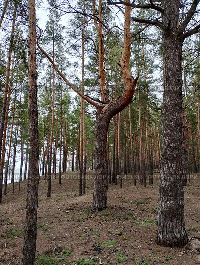Корявая сосна. Стоковое фото, фотограф Елена Курицына / Фотобанк Лори