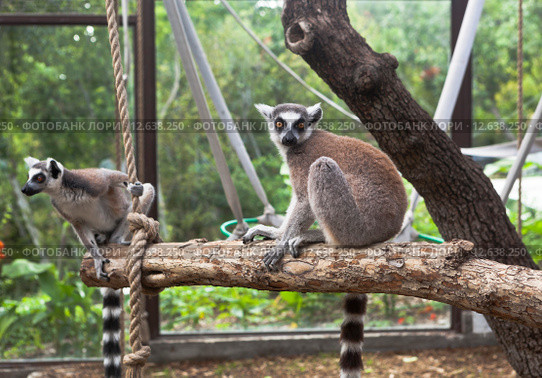 Кошачие лемуры в вольере Геленджикского Сафари-парка (Lemur catta) (2015 год). Редакционное фото, фотограф Николай Мухорин / Фотобанк Лори
