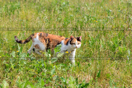 Кошка домашняя, Felis catus. Стоковое фото, фотограф Василий Вишневский / Фотобанк Лори