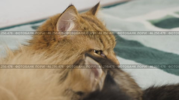 Кошка кормит новорожденных разноцветных котят. A cat feeds newborn colorful kittens. Стоковое видео, видеограф Евгений Романов / Фотобанк Лори