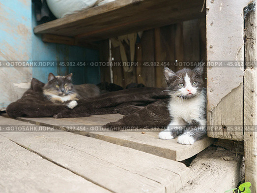 Кошка-мама с котенком. Стоковое фото, фотограф YuryKara / Фотобанк Лори