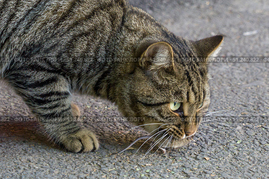 Кошка на улице играет с мышкой. Стоковое фото, фотограф Андреева Тамара Викторовна / Фотобанк Лори