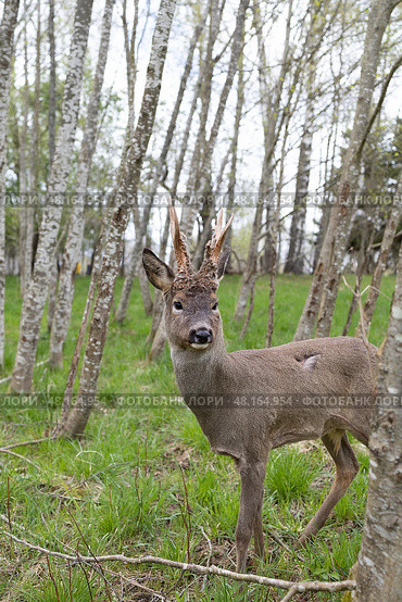 Косуля. Стоковое фото, фотограф Ирина Макашова / Фотобанк Лори