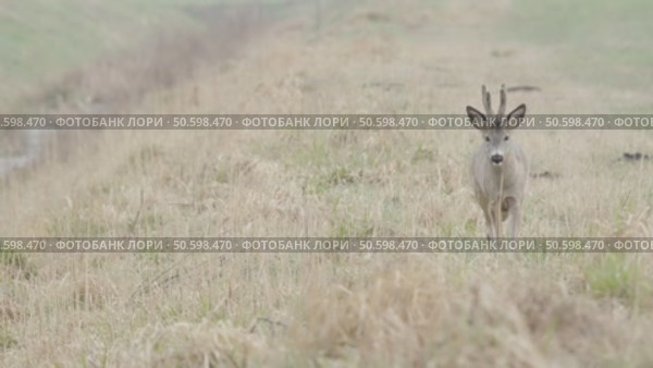 Косуля европейская (Capreolus capreolus) Стоковое видео, видеограф Дмитрий Якубович / Фотобанк Лори