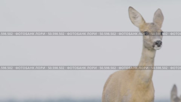 Косуля европейская (Capreolus capreolus) Стоковое видео, видеограф Дмитрий Якубович / Фотобанк Лори