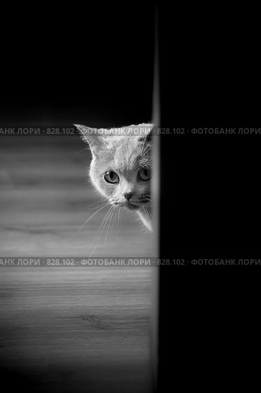 Кот. Стоковое фото, фотограф Ксения Крылова / Фотобанк Лори