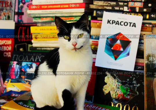 Кот черно-белой масти охраняет продающиеся книги от мышей. Стоковое фото, фотограф Сергей Костин / Фотобанк Лори