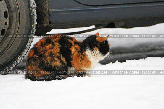 Кот с черепаховой шерстью лежит на снегу возле колеса автомобиля./  A cat with a tortoiseshell coat color lies on the snow near the wheel of the car. Стоковое фото, фотограф Наталья Баранова / Фотобанк Лори