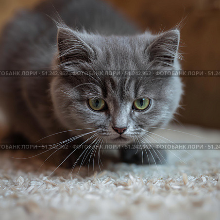 Котёнок на коричневом фоне смотрит в камеру фотографа. Стоковое AI-изображение, AI-художник Руслан Лесков / Фотобанк Лори