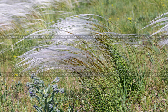 Ковыль красивейший (Stipa pulcherrima K. Koch (семейство Poaceae) в степи. Новосибирская область, Западная сибирь России. Стоковое фото, фотограф Евгений Мухортов / Фотобанк Лори