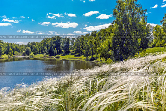 Ковыль красивейший (Stipa pulcherrima K. Koch (семейство Poaceae) на склоне побережья лесного озера в окружении берёз. Новосибирская область, Западная сибирь России. Стоковое фото, фотограф Евгений Мухортов / Фотобанк Лори
