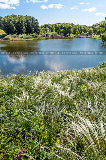 Ковыль красивейший (Stipa pulcherrima K. Koch (семейство Poaceae) на склоне побережья лесного озера в окружении берёз. Новосибирская область, Западная сибирь России. Стоковое фото, фотограф Евгений Мухортов / Фотобанк Лори