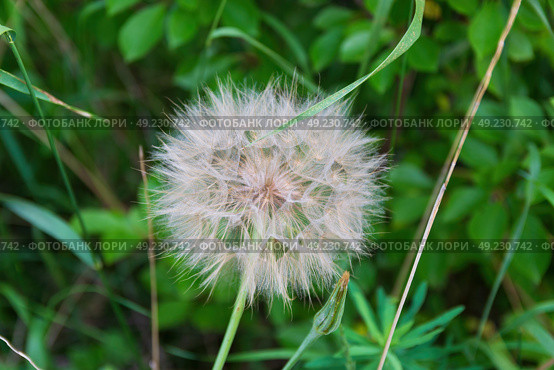 Козлобородник луговой (лат. Tragopogon pratensis), двулетнее травянистое растение из рода Козлобородник семейства Астровые, Тульская область, Россия.. Стоковое фото, фотограф Андрей Цыганков / Фотобанк Лори