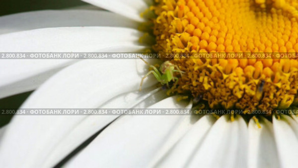 Крабовый паучок (crab spider, Thomisidae) охотится на муху. Стоковое видео, видеограф Игорь Жоров / Фотобанк Лори