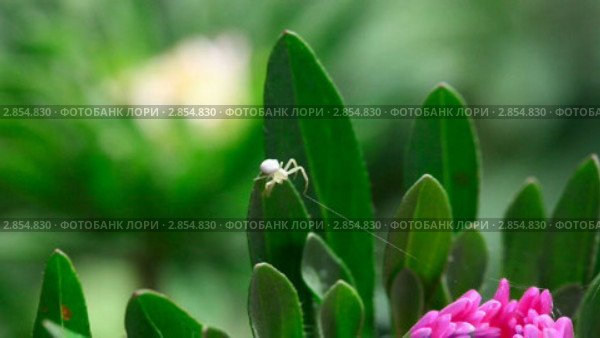 Крабовый паучок (crab spider, Thomisidae) плетет паутину на бутоне астры. Стоковое видео, видеограф Игорь Жоров / Фотобанк Лори