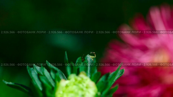 Крабовый паучок (crab spider, Thomisidae) плетет паутину на бутоне астры. Стоковое видео, видеограф Игорь Жоров / Фотобанк Лори