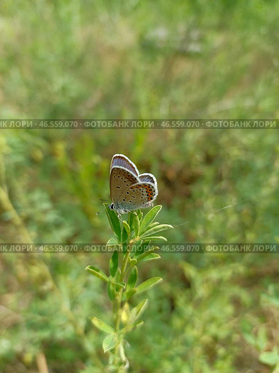 Красивая бабочка голубянка (Lycaenidae) Сидит на растении. Стоковое фото, фотограф Елена Рассоха / Фотобанк Лори