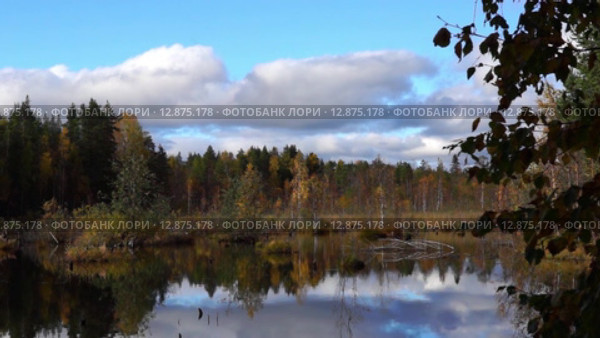 Красивое лесное болото в лесу осенью. Стоковое видео, видеограф Sergei Gorin / Фотобанк Лори