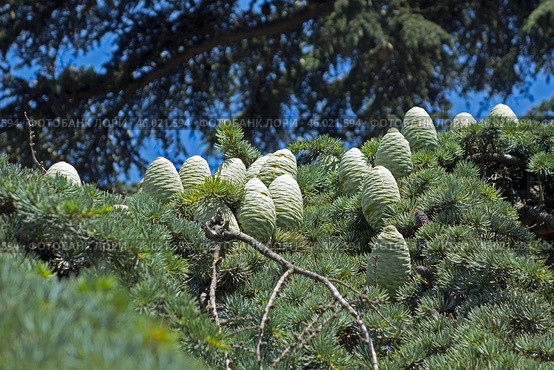 Красивые молодые жёлтые ёлочные шишки. Beautiful cones on a spruce branch. Стоковое фото, фотограф Татьяна Д / Фотобанк Лори