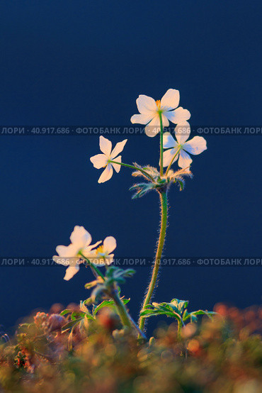 Красивые цветы Ветреницы сибирской (Anemone sibirica). Крупный план соцветия фиолетового полевого цветка. Дикие цветы Арктики. Летнее цветение растений тундры. Природа полярного региона. Стоковое фото, фотограф Андрей Степанов / Фотобанк Лори