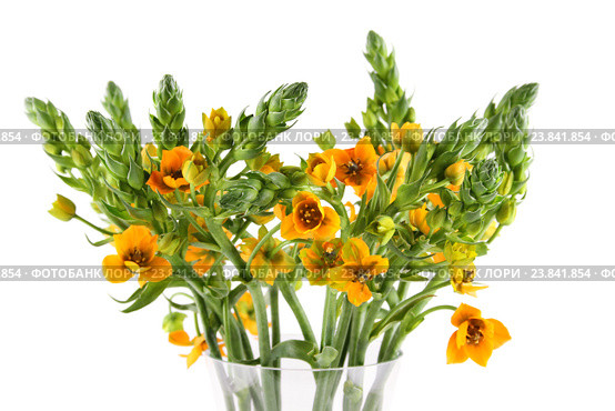 Красивый букет Орнитогалум (ornithogalum) Стоковое фото, фотограф Allika / Фотобанк Лори