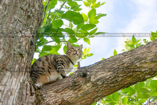 Красивый домашний кот гуляет по улице в теплое время года. A beautiful domestic cat walks down the street in the warm season. Стоковое фото, фотограф Мария / Фотобанк Лори