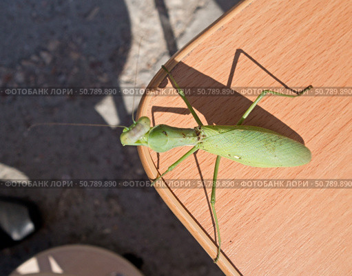 Красивый зеленый богомол. Beautiful green mantis. Стоковое фото, фотограф Татьяна Д / Фотобанк Лори