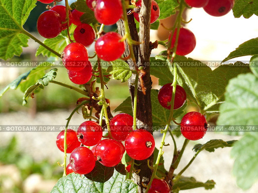 Красная смородина или садовая смородина (Ribes rubrum). В скандинавских странах ее часто используют в качестве ингредиента фруктовых супов и пудингов. Стоковое фото, фотограф Сергей Елизарьев / Фотобанк Лори