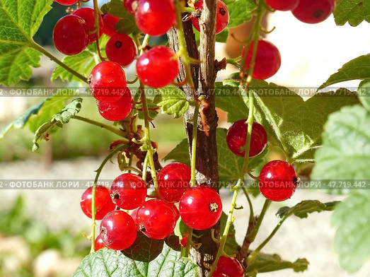 Красная смородина или садовая смородина (Ribes rubrum). В скандинавских странах ее часто используют в качестве ингредиента фруктовых супов и пудингов. Стоковое фото, фотограф Сергей Елизарьев / Фотобанк Лори