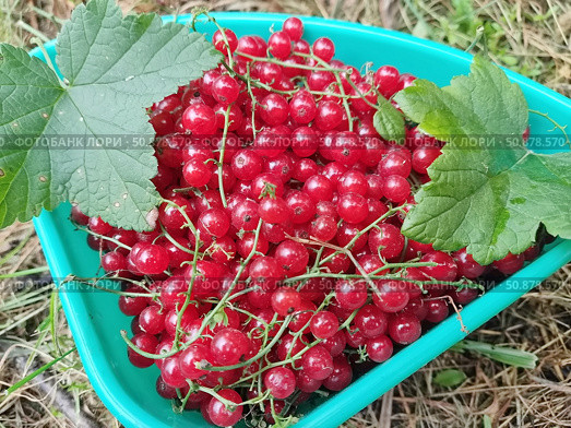 Красная смородина или садовая смородина (Ribes rubrum). В скандинавских странах ее часто используют в качестве ингредиента фруктовых супов и пудингов. Стоковое фото, фотограф Сергей Елизарьев / Фотобанк Лори